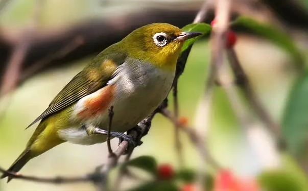 红胁绣眼鸟多少钱一只？想买的看过来