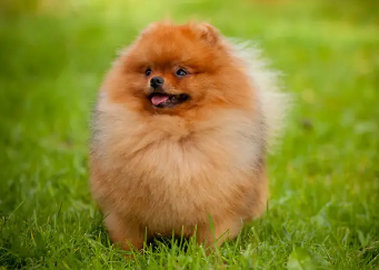 晚上狗一直叫个不停，是为什么?