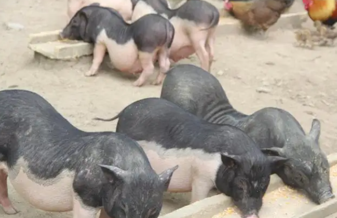 五脚猪能长多大?或许本文可以告诉你 五脚猪能长多大?或许本文可以告诉你