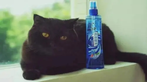 猫咪可以闻六神花露水吗？警告，这可能会危及生命