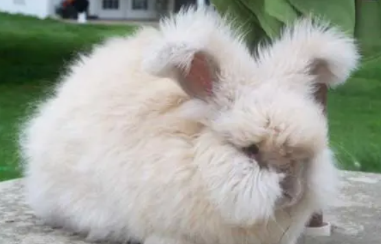 泽西长毛兔聪明吗？来了解一下吧