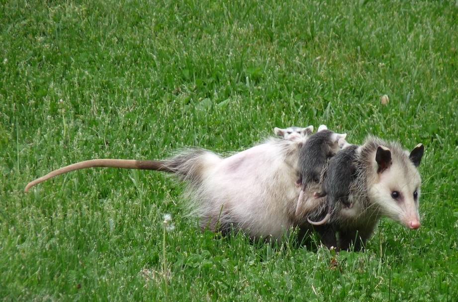 会背孩子的北美负鼠,鼠界实力蠢萌担当