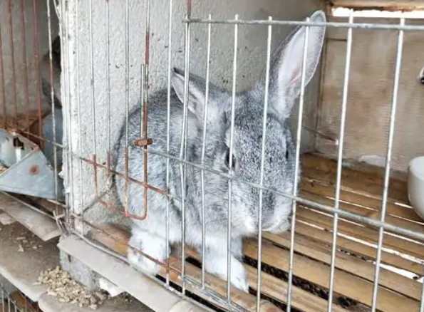 今日带你解答:青紫蓝兔能长多大? 今日带你解答:青紫蓝兔能长多大?