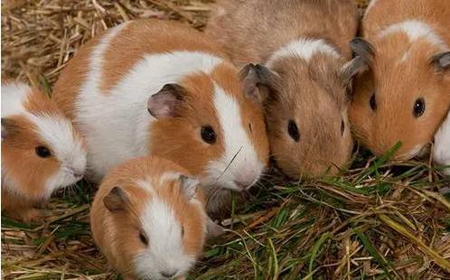 豚鼠和仓鼠的区别，你真的知道吗？