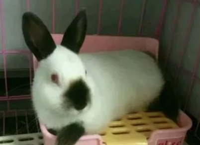 喜马拉雅兔聪明吗，来瞧一瞧吧