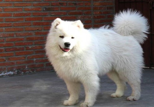 都是“大白”？爱斯基摩犬和萨摩耶到底有何区别