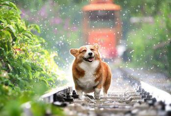 学会这招后，宠物狗们再也不“内斗”了！