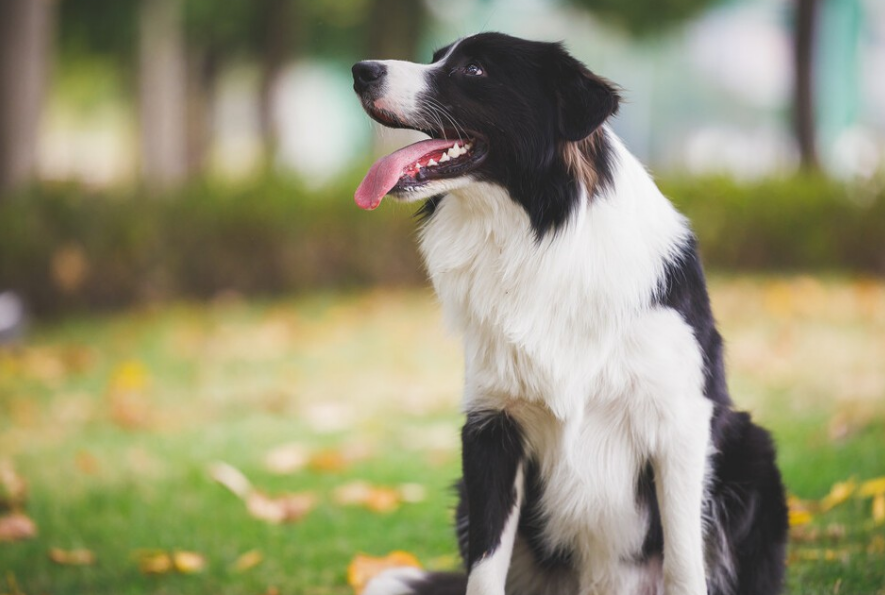 边牧狗粮喂多少合适？其实这么多就够了