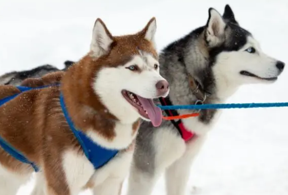只要选对牵引绳，狗狗不用训也很听话
