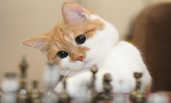 公猫发情到处尿怎么办？这几个方法很有效