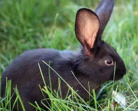 中华黑兔和莲山黑兔的区别，一文为你解惑