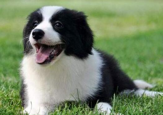 边牧会乱叫吗？这里有答案！