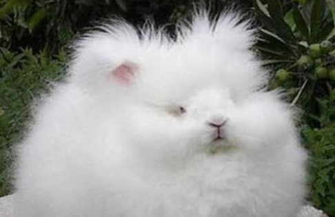 常见的长毛兔的品种有哪些，看看你喜欢吗？