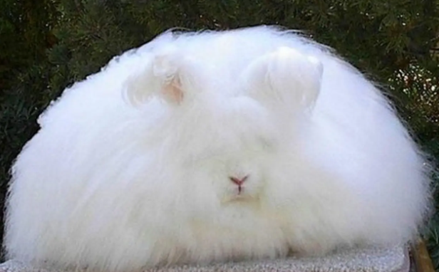 英国安哥拉兔体重怎么样？寿命是多久？