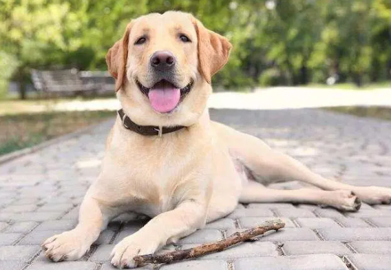 拉布拉多的毛色都有哪些颜色?我来告诉你答案! 拉布拉多的毛色都有哪些颜色?我来告诉你答案!