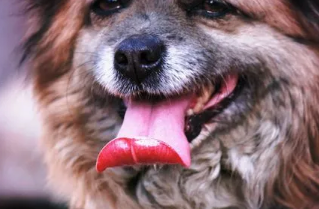 天不热为什么狗狗伸舌头喘气？原因在这里