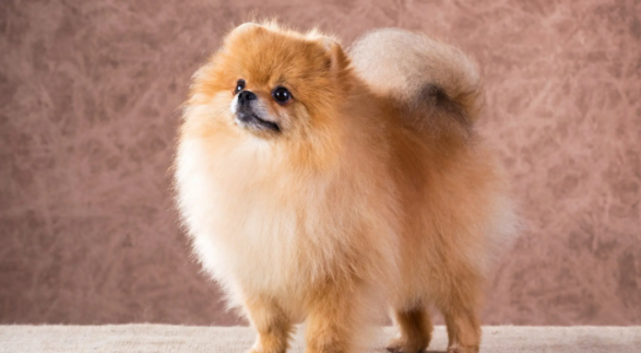 博美犬不长毛怎么办？不清楚的快来看看！