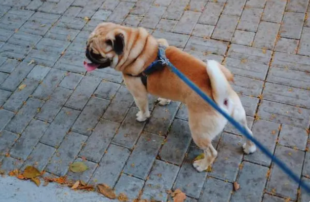 想让狗狗乖巧，得先选对牵引绳，您的牵引绳选对了吗？