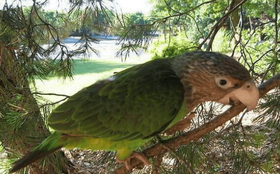 “鸟语”补习班，get与海角鹦鹉交流的正确方式