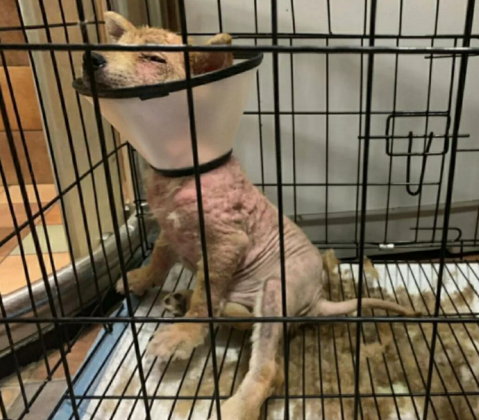 尼可信好吗，资深养宠人带你来看看