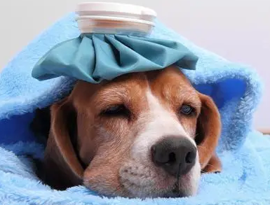 小狗发烧了怎么退烧?速来了解一下~ 小狗发烧了怎么退烧?速来了解一下~