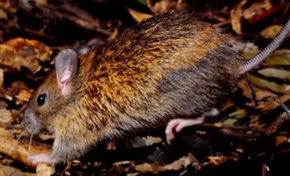 棘鼠的寿命有多长？一文为你科普