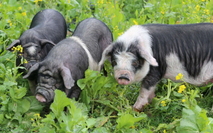 土猪怎么养?可以喂食哪些食物? 土猪怎么养?可以喂食哪些食物?