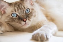 母猫有蛋蛋吗？快来查收这份猫咪生理小知识！