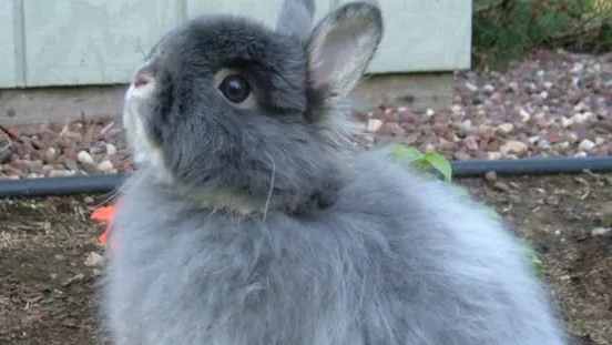 洁西伍莉怎么饲养？方法很简单