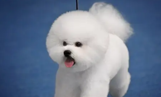 比熊犬能长多大多高？各位铲屎管快来看