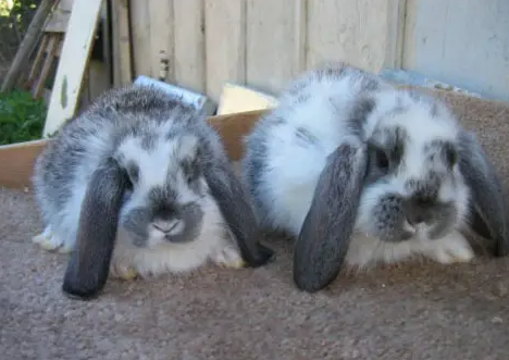 铲屎官须知：法国垂耳兔繁殖方式是什么？