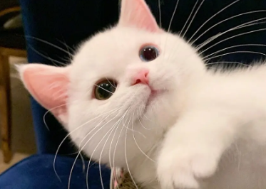 小猫睡觉打呼噜的原因，大家知道吗？