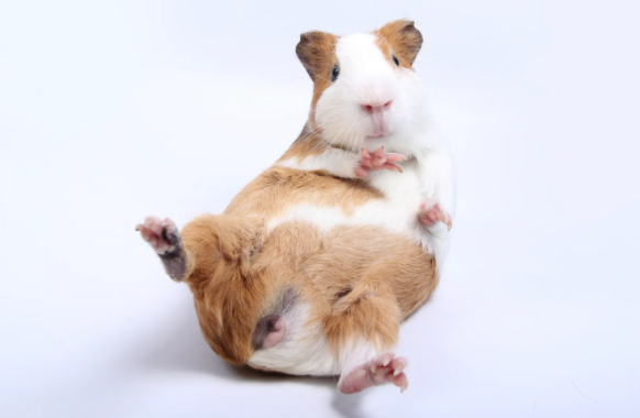 我来给你说说，新手怎么养荷兰猪？