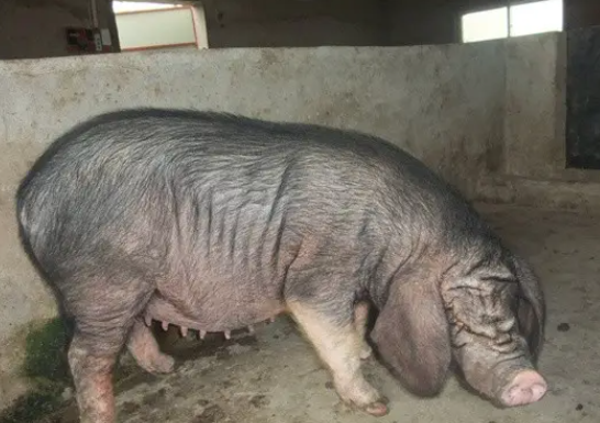 太湖母猪不吃食？这些方法可以帮你