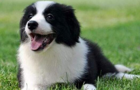 边牧耳朵挂白算失格吗，来了解了解吧