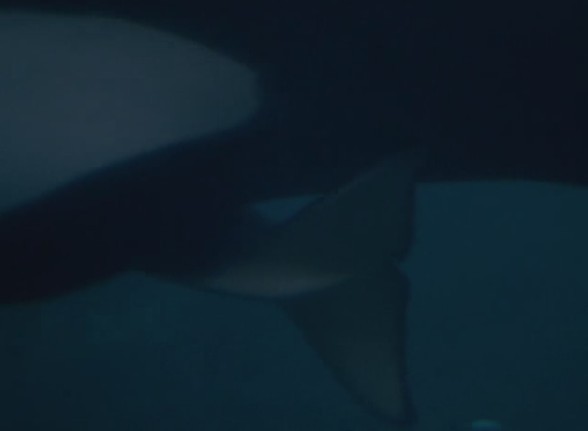 人鱼童话3(1997)的剧照 人鱼童话3(1997)的剧照