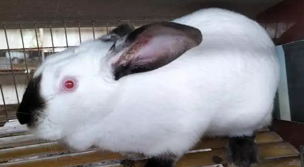 伊拉兔跟新西兰兔怎么区分，来了解一下吧