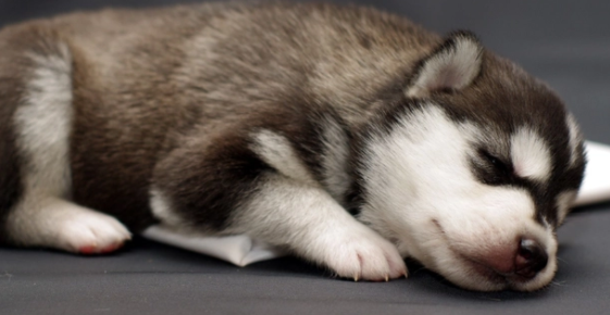 宠物那些大型社死瞬间，连夜买票逃离地球吧！