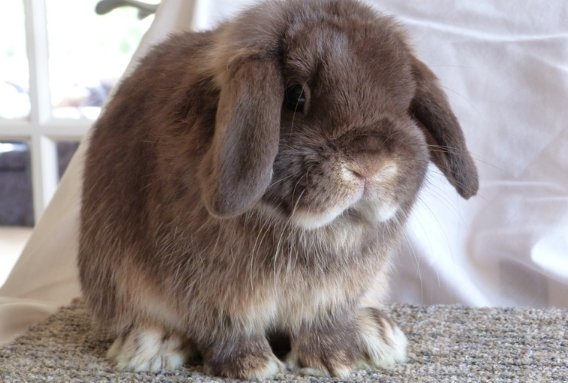 英国垂耳兔聪明吗？此文有答案！！