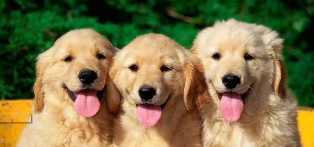 小狗几个月性成熟？快来get一下