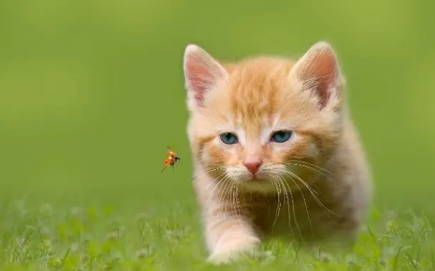 饮食误区，铲屎官不能总用猫粮喂，分年龄段喂养才正确