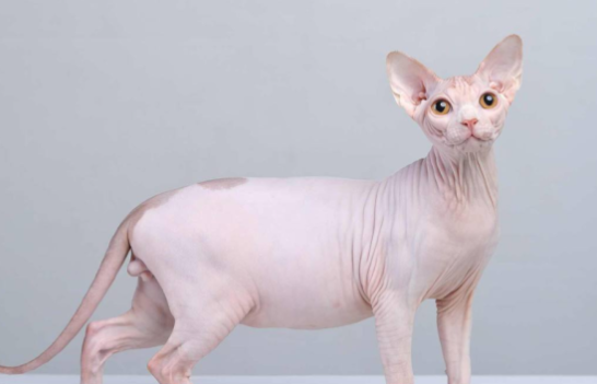 无毛猫叫什么名字