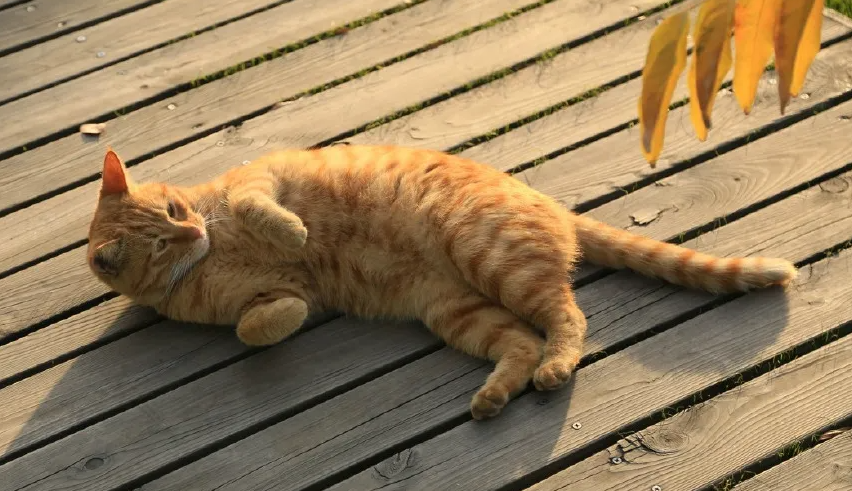 橘猫是宠物猫吗?看完这篇文章，你就知道了