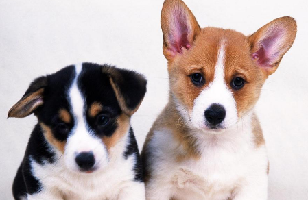 一文替你解答，为什么狗狗无缘无故对着一个地方叫！