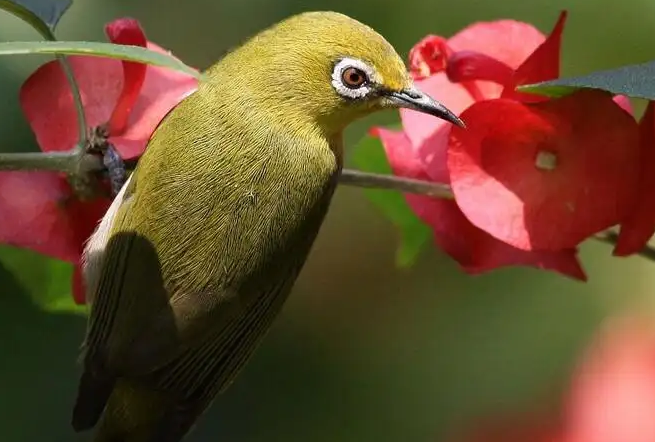 绣眼鸟怎么开食?一定要知道 绣眼鸟怎么开食?一定要知道