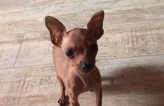 小鹿犬和吉娃娃哪个贵？想买的一定要知道