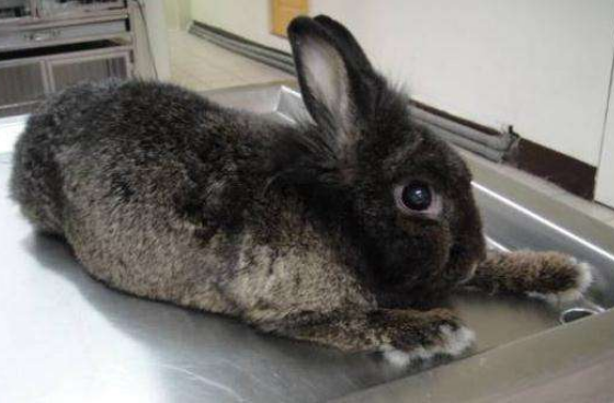 哈瓦那兔价值几何呢?来了解一下吧 哈瓦那兔价值几何呢?来了解一下吧