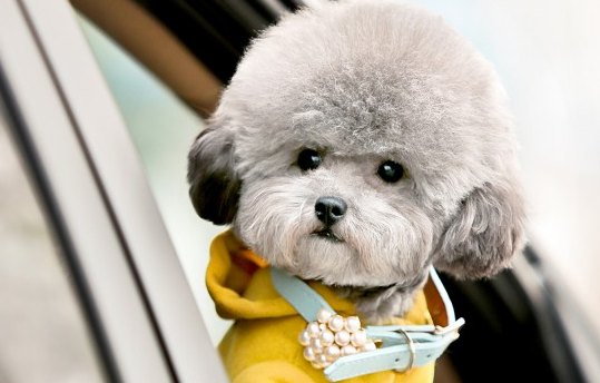 泰迪品相纯不纯怎么分辨？速来看这篇分析~