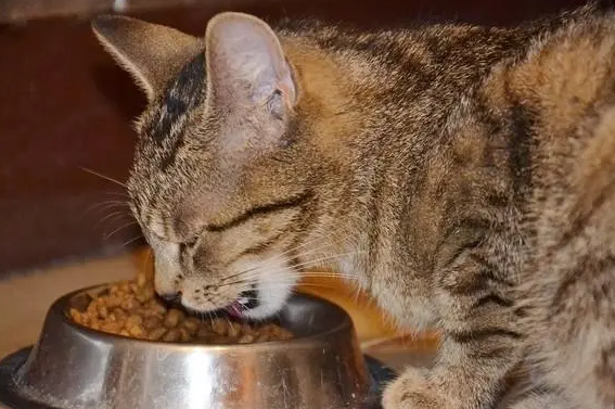 小猫一边吃东西一边叫,竟然是这个原因 小猫一边吃东西一边叫,竟然是这个原因