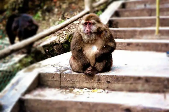被网曝的峨眉藏酋猴，称霸山林让人又爱又恨